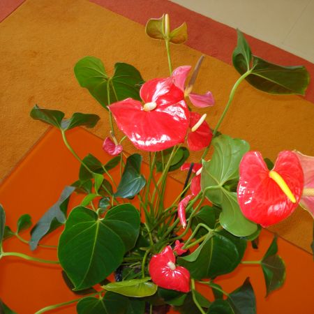 Anthurium(mihaela)